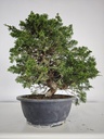 *I 3. Juniperus chinensis itoigawa 295 euros con envio gratis peninsula.