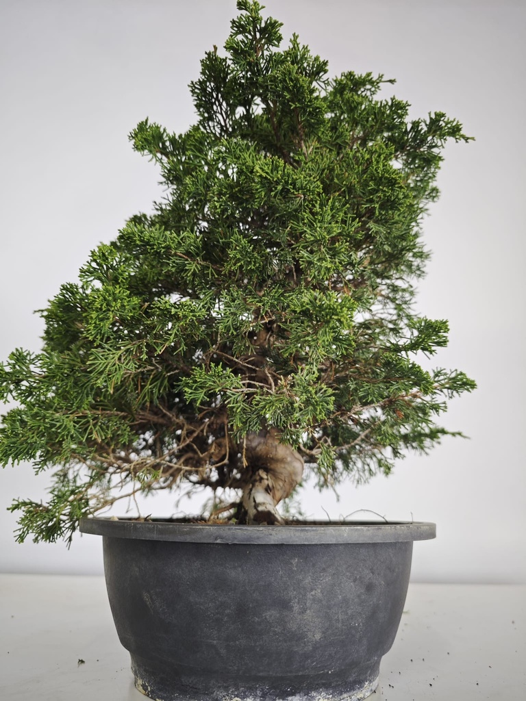 *I 3. Juniperus chinensis itoigawa 295 euros con envio gratis peninsula.