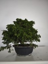 *I 3. Juniperus chinensis itoigawa 295 euros con envio gratis peninsula.