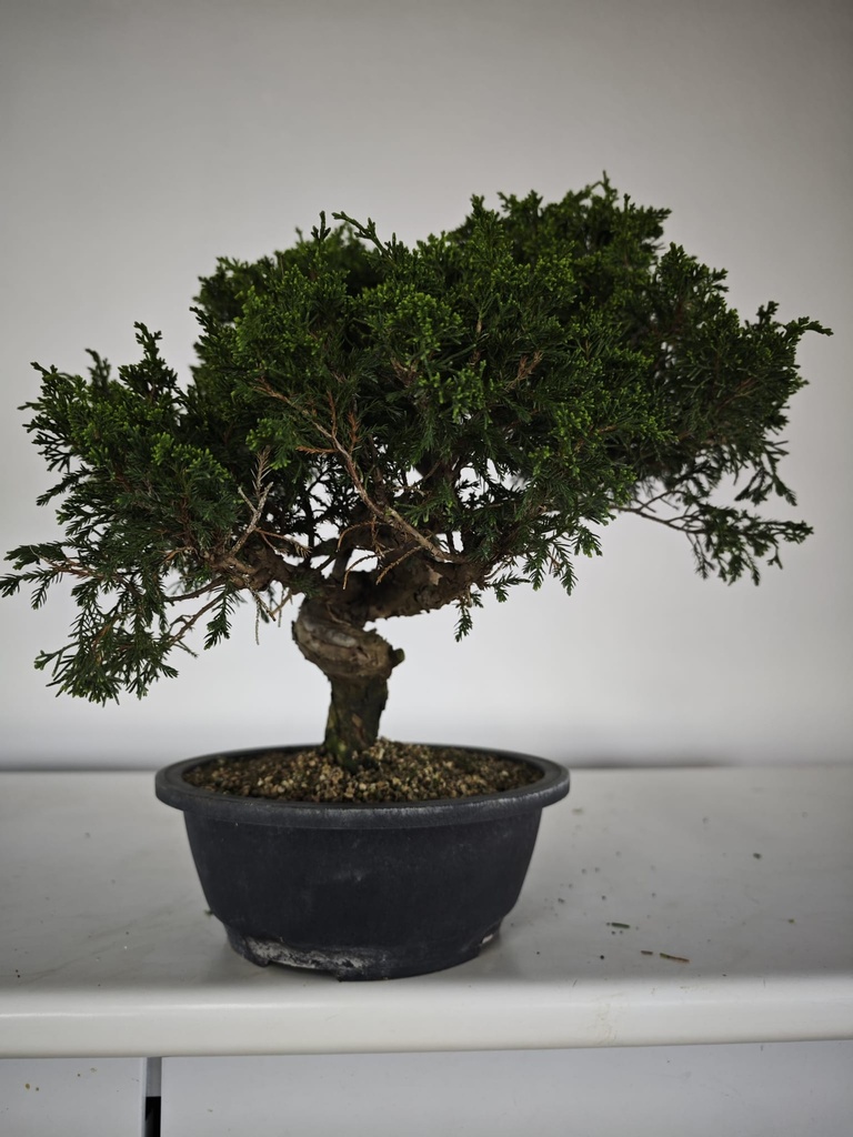 *I 4. Juniperus chinensis itoigawa 295 euros con envio gratis peninsula.