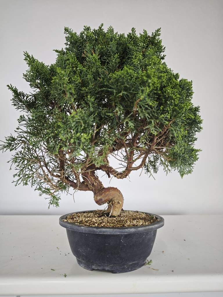 *K 2. Juniperus chinensis kyushu 230 euros con envio gratis peninsula.