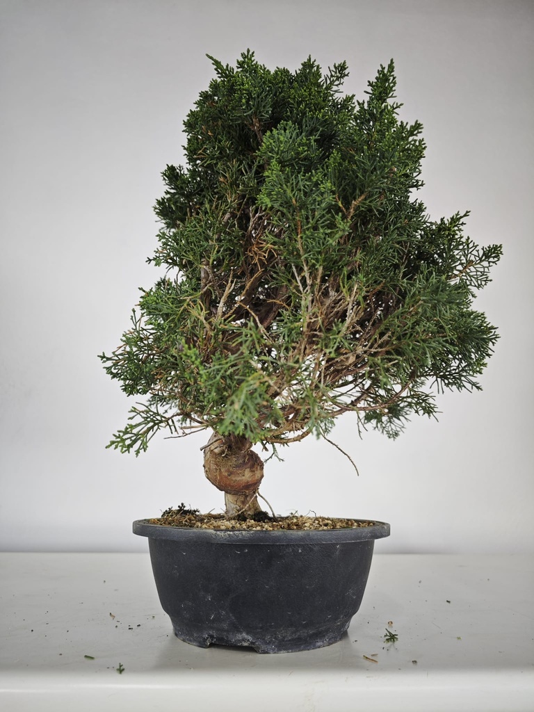 *K 2. Juniperus chinensis kyushu 230 euros con envio gratis peninsula.