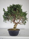 *K 3. Juniperus chinensis kyushu 230 euros con envio gratis peninsula.
