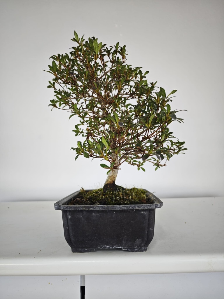 * A 5. Rhododendron 220 euros con envio gratis peninsula-