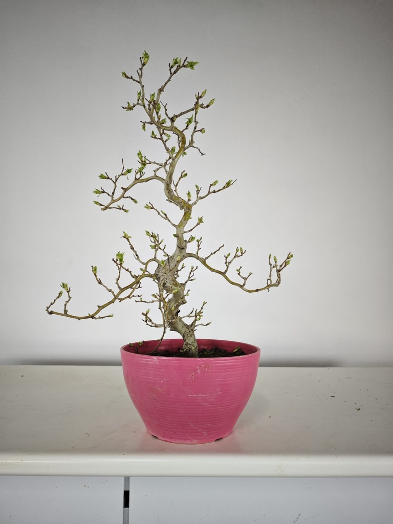 * Cr 1. Crataegus cuneata 170 euros con envio gratis peninsula.