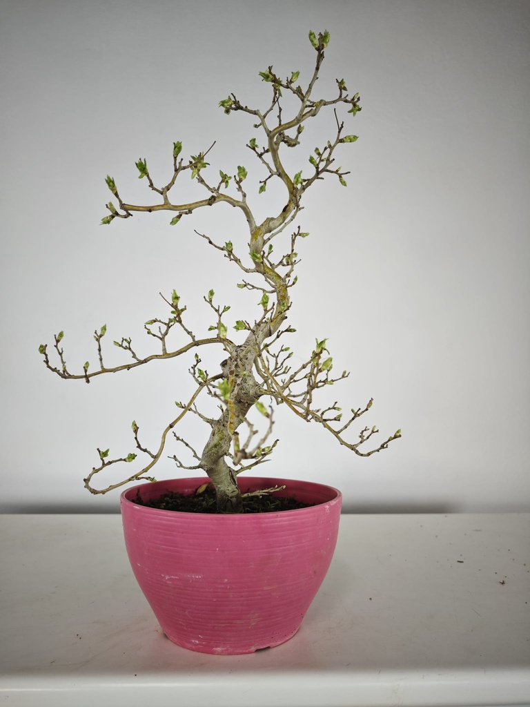 * Cr 1. Crataegus cuneata 170 euros con envio gratis peninsula.