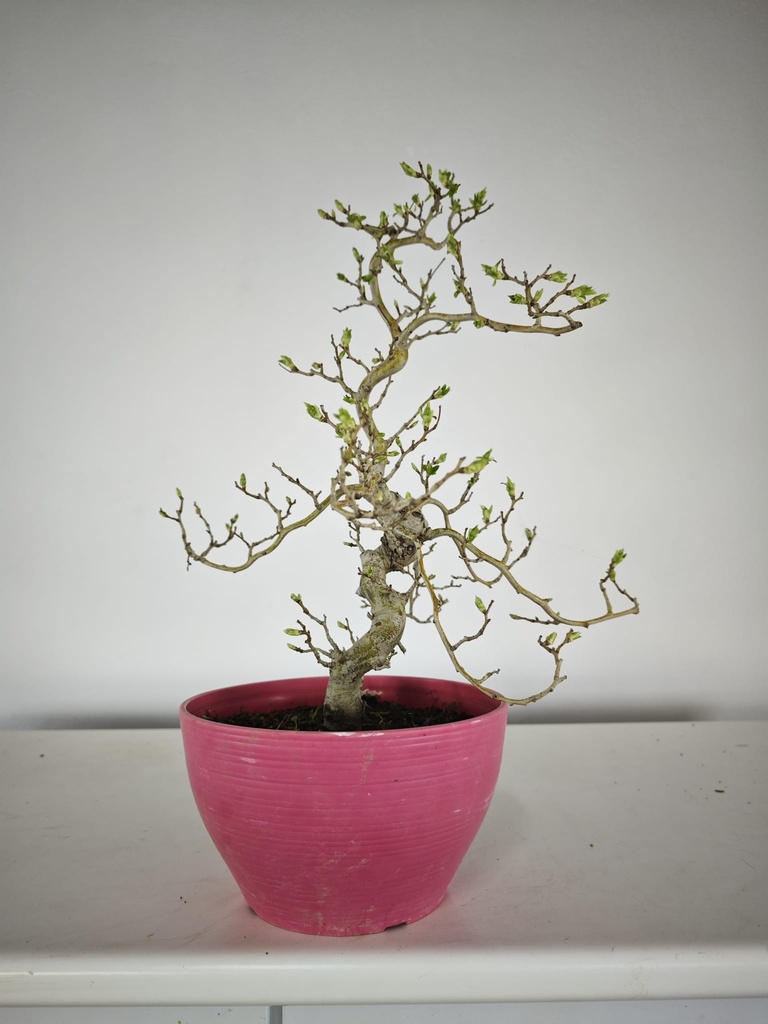* Cr 1. Crataegus cuneata 170 euros con envio gratis peninsula.