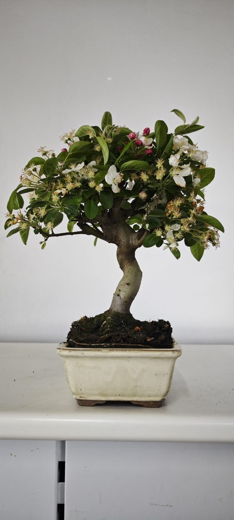 *M 5. Malus 100 euros con envio gratis peninsula.