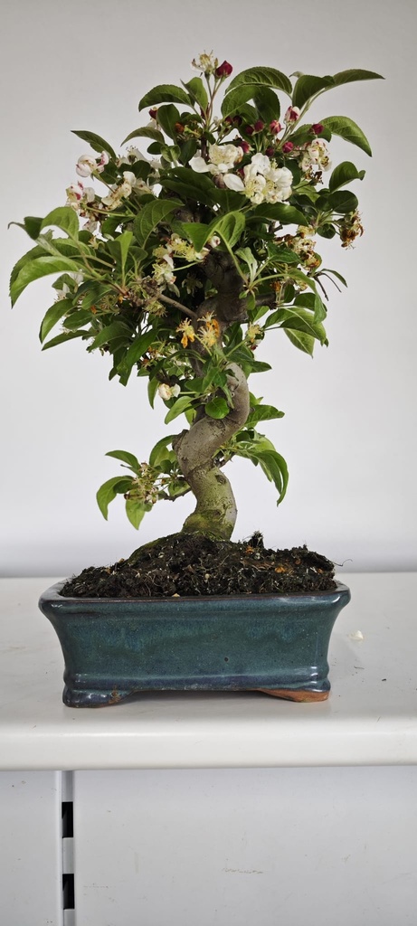 *M 2. Malus 100 euros con envio gratis peninsula.