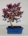 *L 22. Loropetalum 100 euros con evio gratis peninsula.