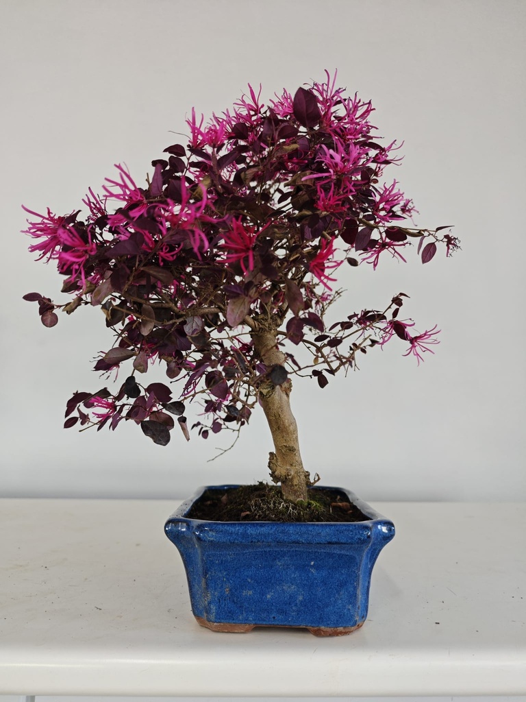*L 22. Loropetalum 100 euros con evio gratis peninsula.