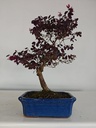 *L 23. Loropetalum 100 euros con evio gratis peninsula.