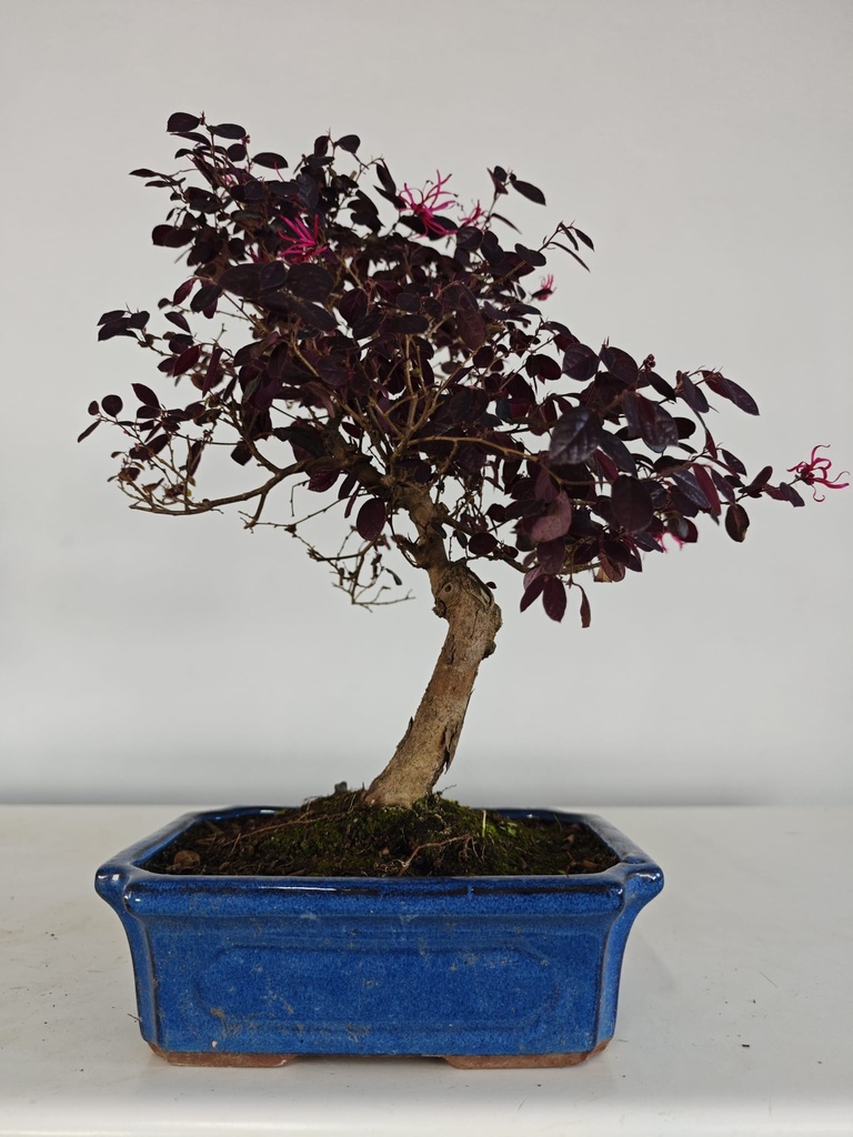 *L 23. Loropetalum 100 euros con evio gratis peninsula.