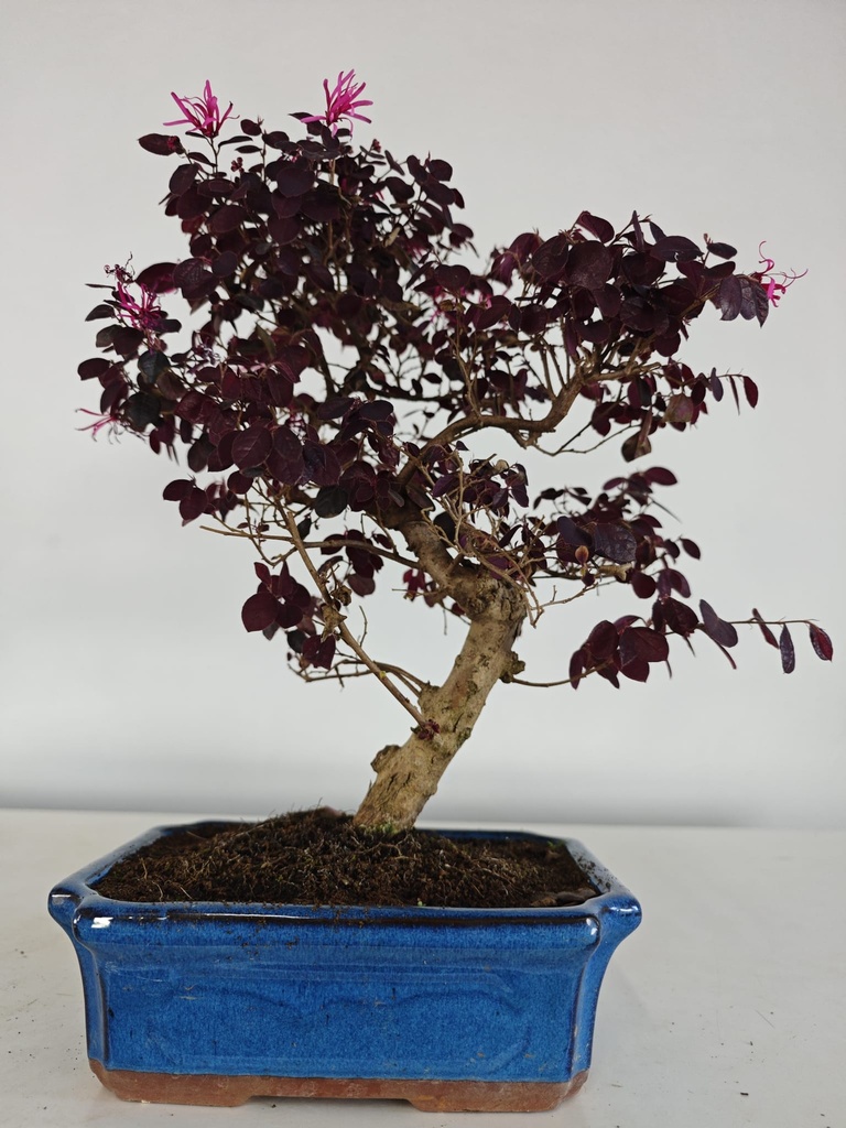 *L 24. Loropetalum 100 euros con evio gratis peninsula.