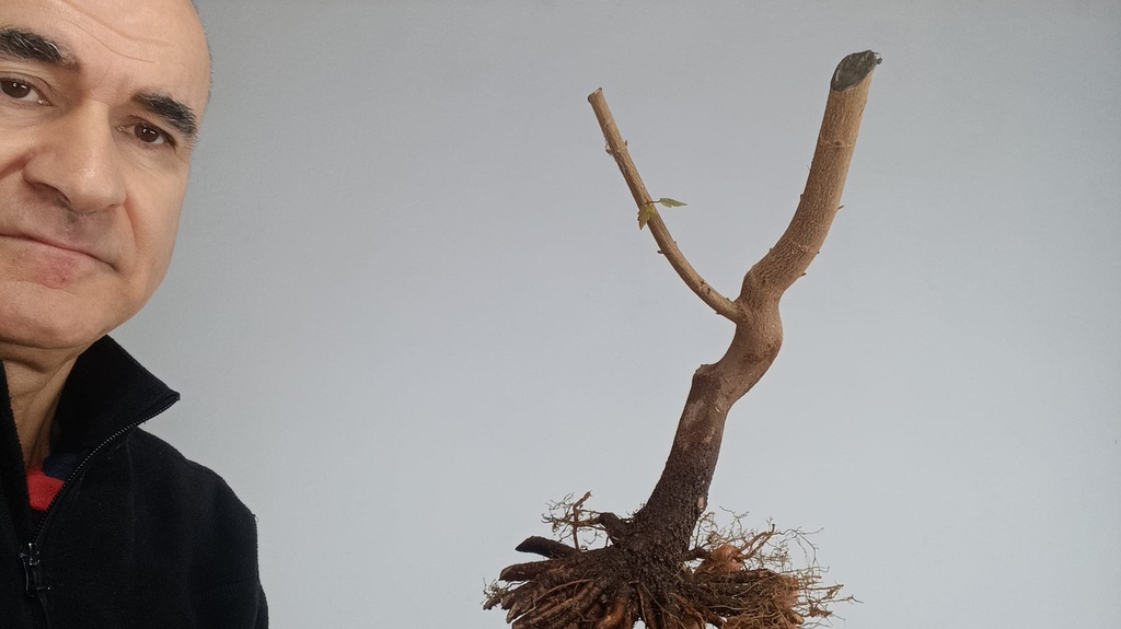 B 2. Acer buergerianum 120 euros con envió incluido península y Portugal. Passport 25/0001