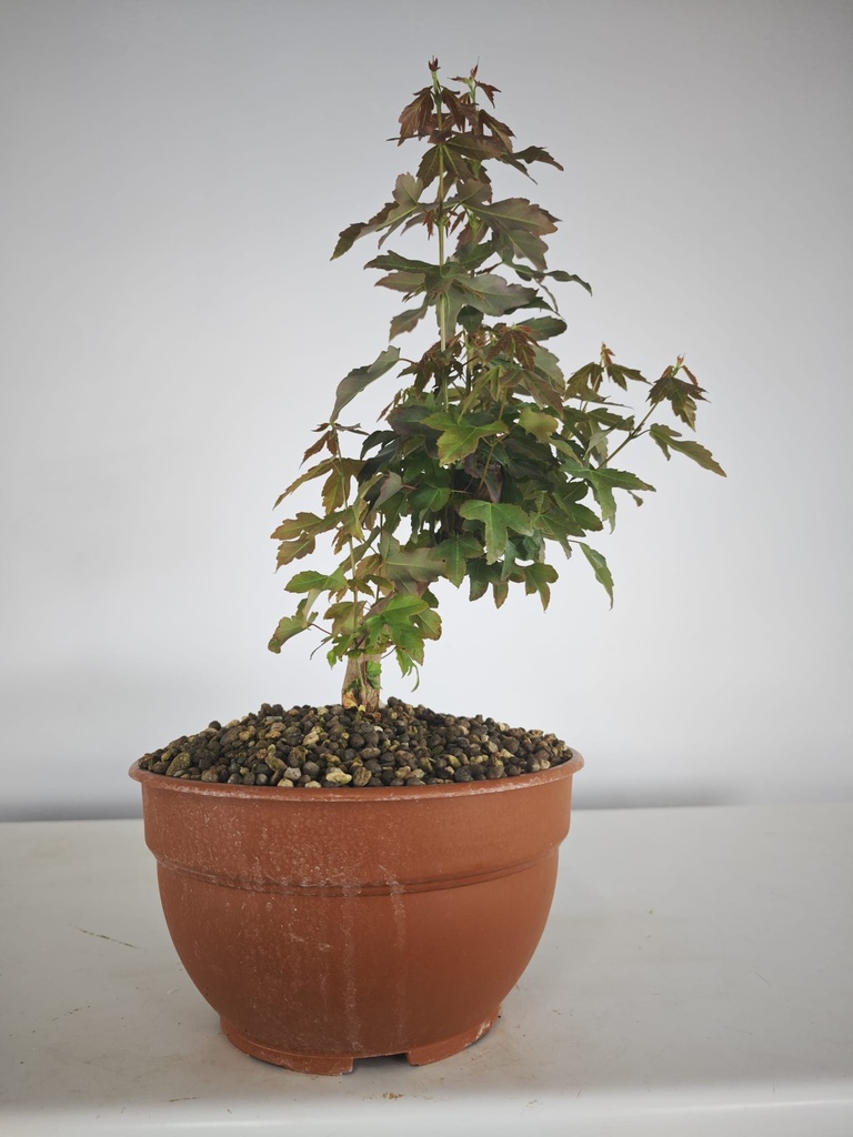 B 4. Acer buergerianum 150 euros con envio incluido peninsula y Portugal. Passport 25/00001