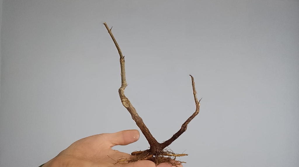 G 4 Granado nejikan  120 euros con envio incluido peninsula y Portugal. Passport 25/00006