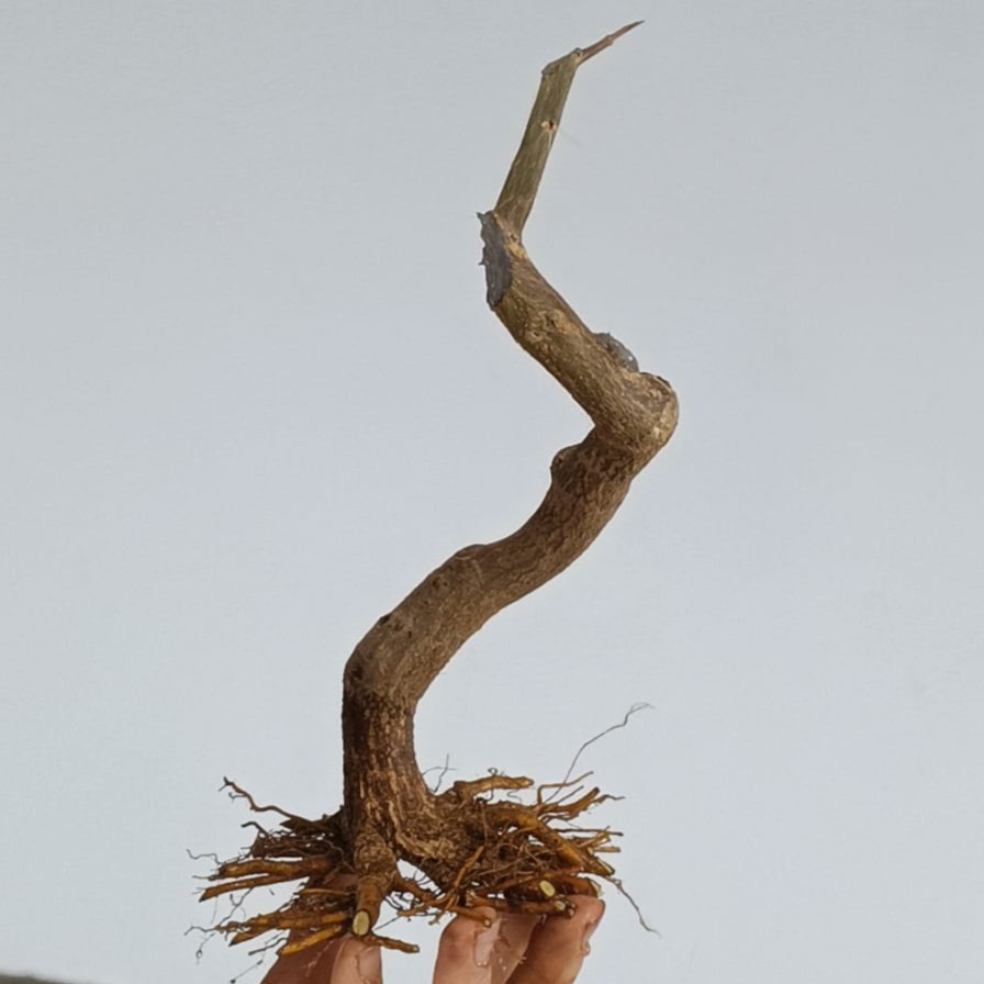 G25. Granado nejikan/ 150€