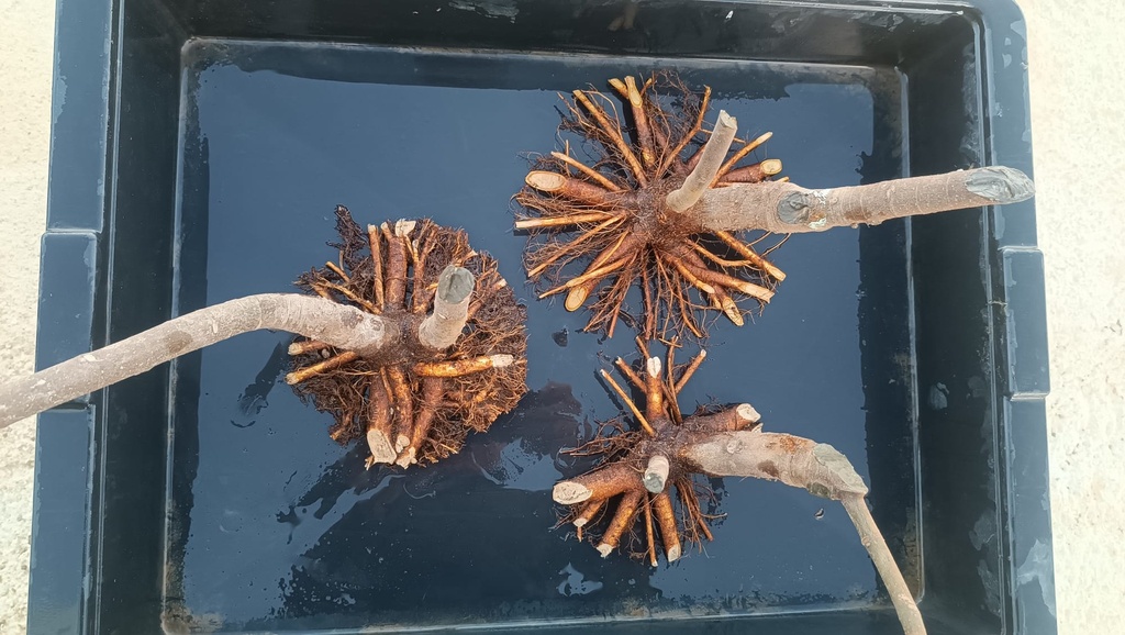 H 5. Ficus carica deble tronco, 75 euros con envio gratis peninsula.