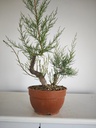 T 10. Tamarix 150 euros con envio gratis penisula