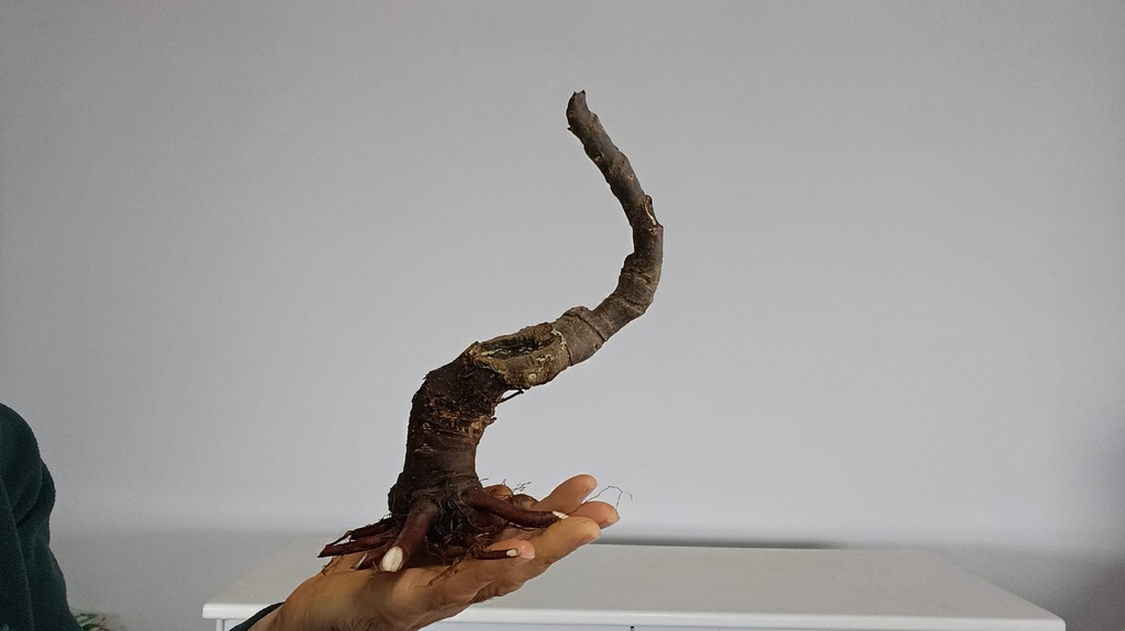 T 6. Tamarix 120 euros con envio gratis peninsula.