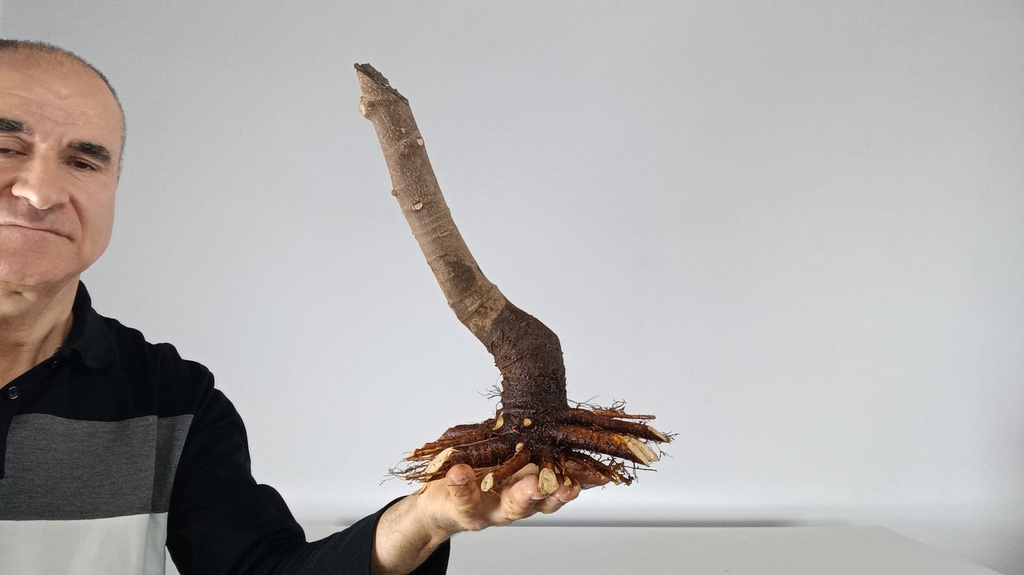 H 11. Ficus carica 150 euros con envio gratis peninsula.