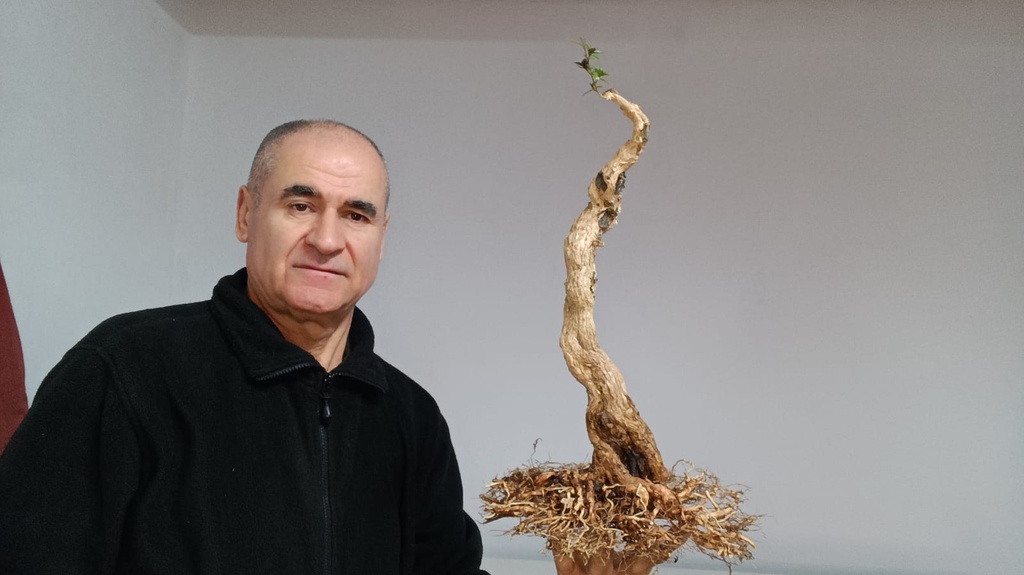 C 2.  Serissa phoetida, 280 euros con envio gratis peninsula.