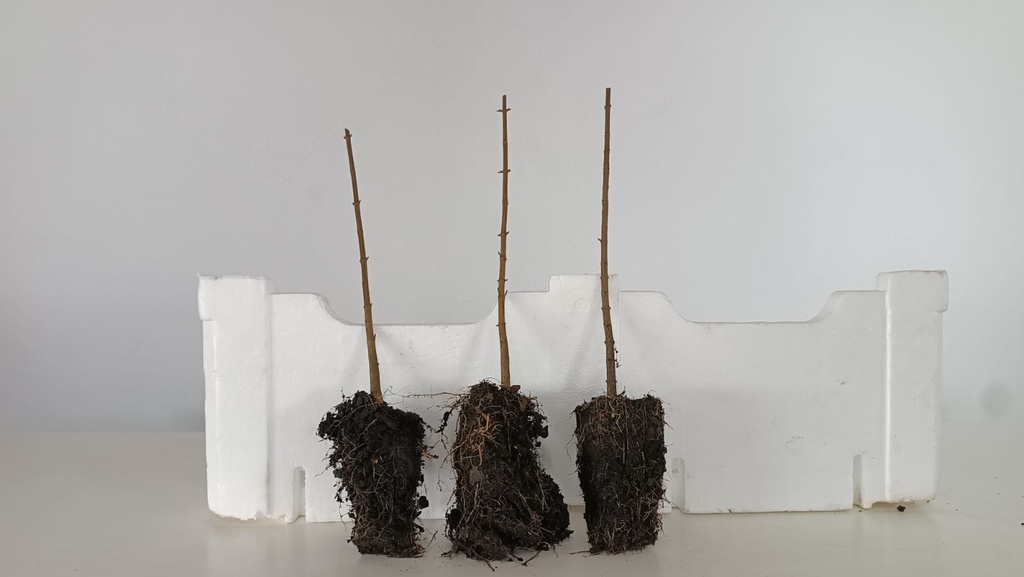 *Plantones Acer buergerianum 3 unidades 27,50 euros con envio gratis peninsula