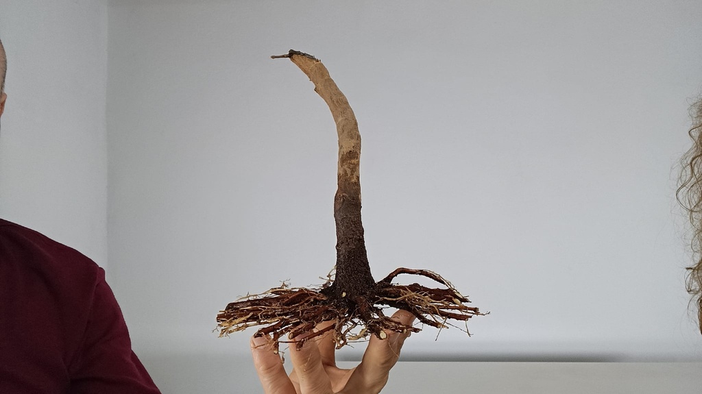 B 9. Acer buergerianum, 120 euros con envio gratis peninsula.