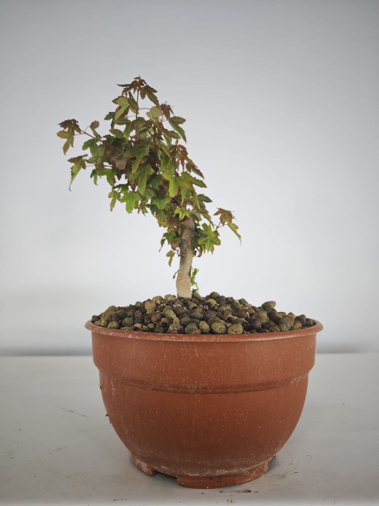 B 10. Acer buergerianum 150 euros con envio gratis peninsula.