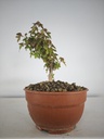 B 10. Acer buergerianum 150 euros con envio gratis peninsula.