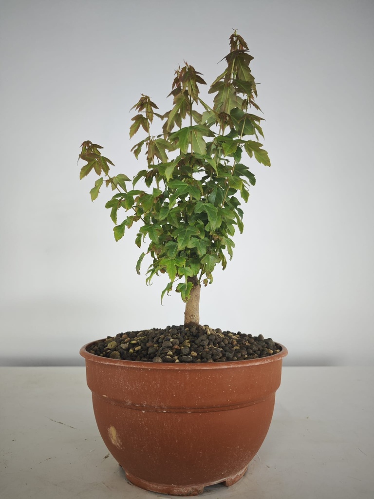 B 12. Acer buergerianum 150 euros con envio gratis peninsula.