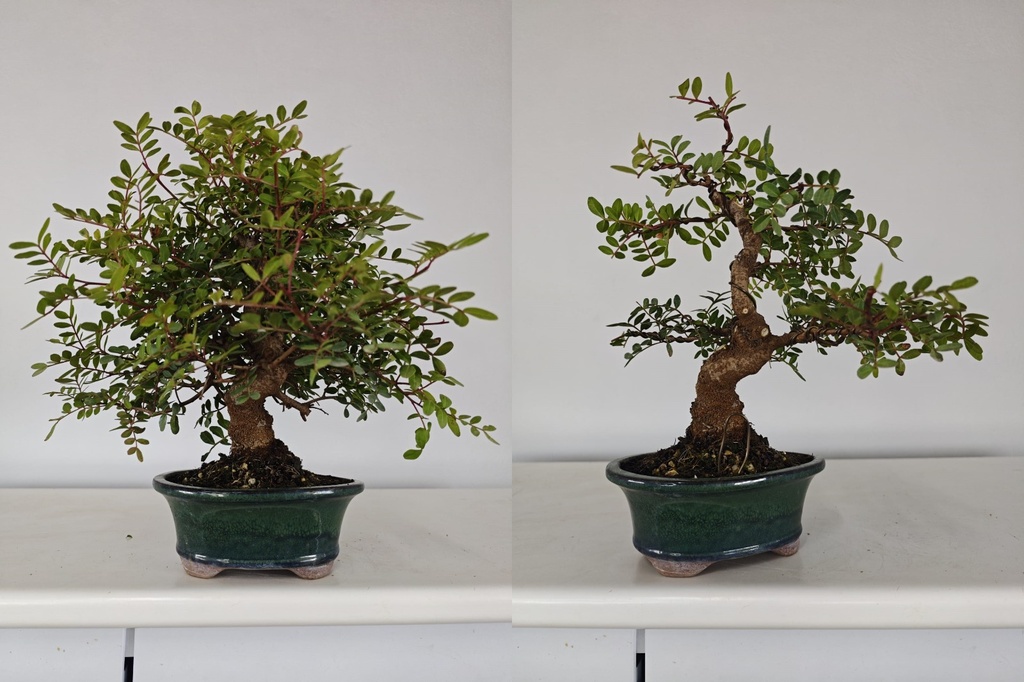 *N.º 3 Pistacia lentiscus 130 euros Passport -43-166196-050925 D-ES