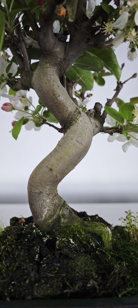 *M 4. Malus 100 euros con envio gratis peninsula.