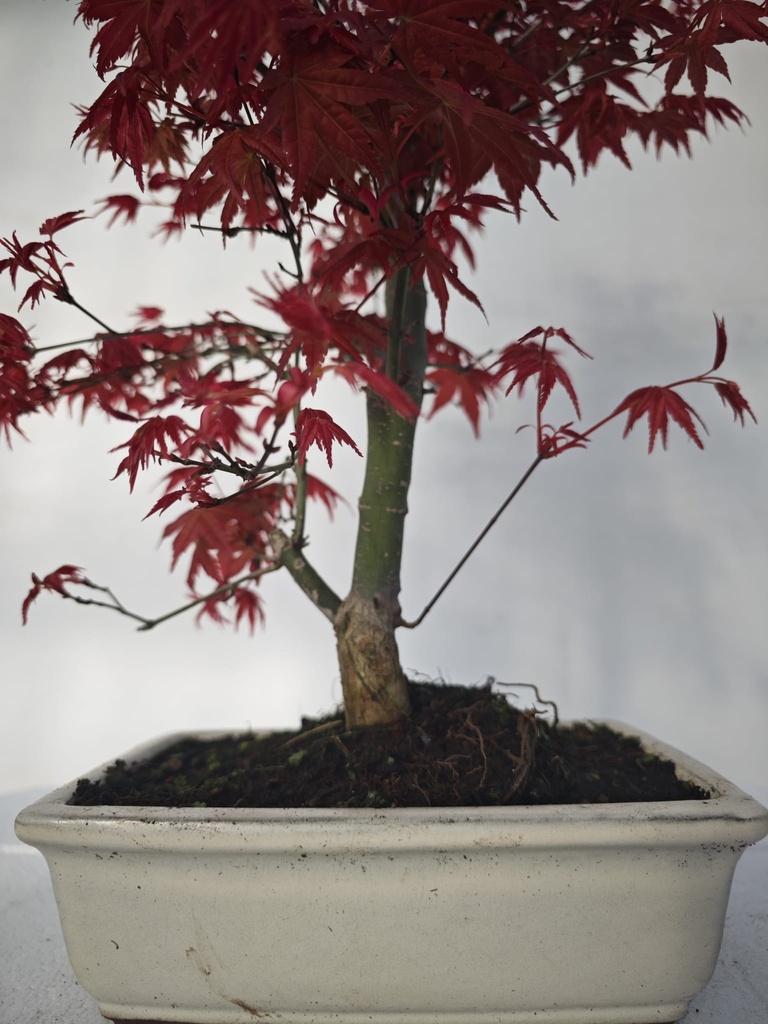 *D 27. Acer palmatum deshojo 220 euros con envio gratis peninsula.