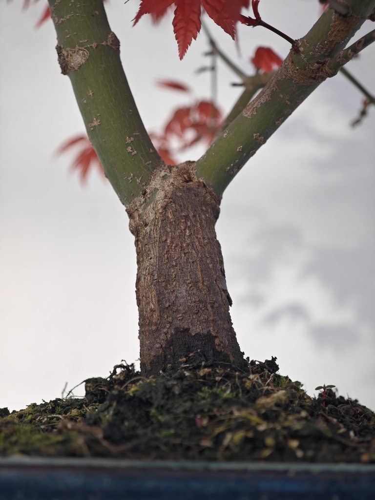 *D 30. Acer palmatum deshojo 150 euros con envio gratis peninsula.