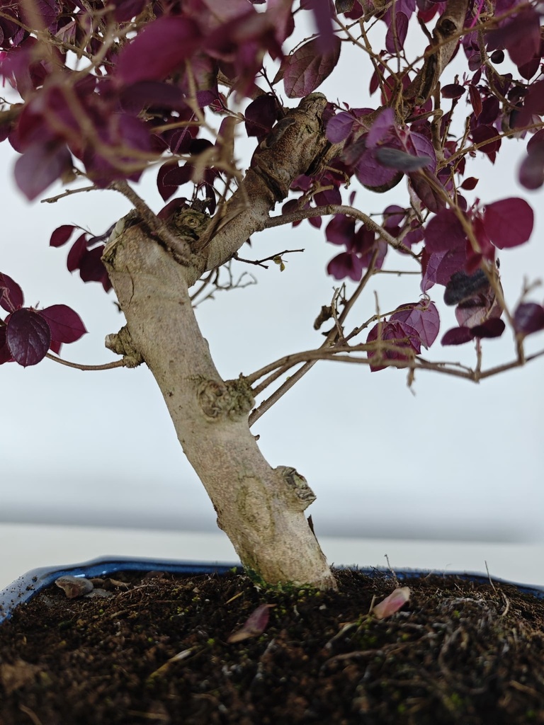 *L 24. Loropetalum 100 euros con evio gratis peninsula.