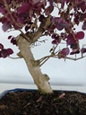 *L 24. Loropetalum 75 euros con evio gratis peninsula.