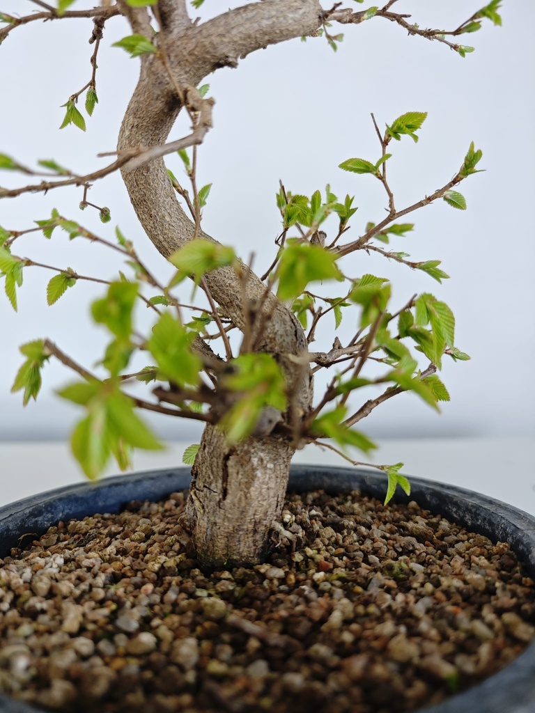 *Ca 1. Carpinus coreana 120 euros con envio gratis peninsula.