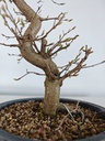*Ca 2. Carpinus coreana 120 euros con envio gratis peninsula.