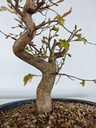 *Ca 4. Carpinus coreana 120 euros con envio gratis peninsula.