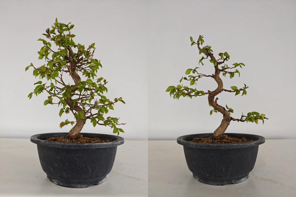 *Ca 5. Carpinus coreana 170 euros con envio gratis peninsula.