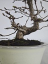 *Cr 2. Crataegus cuneata 180 euros con envio gratis peninsula.