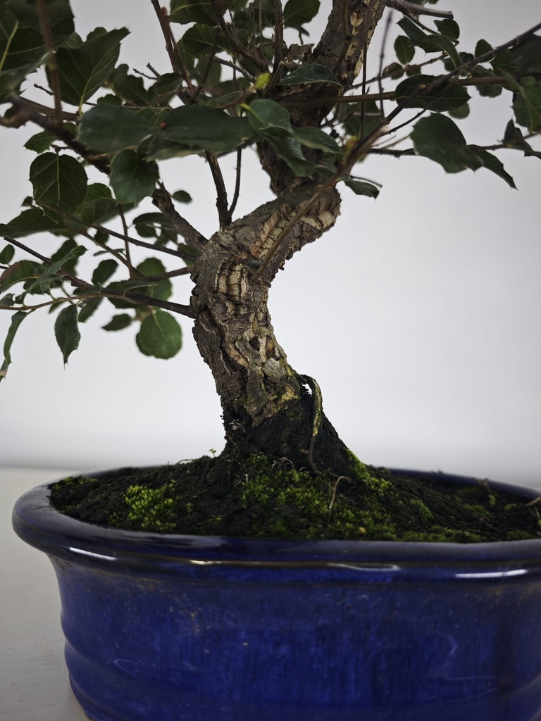 *Q 25. Quercur suber 90 euros con envio gratis peninsula.