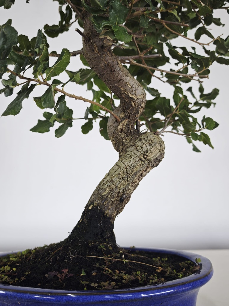 *Q 27. Quercur suber 90 euros con envio gratis peninsula.