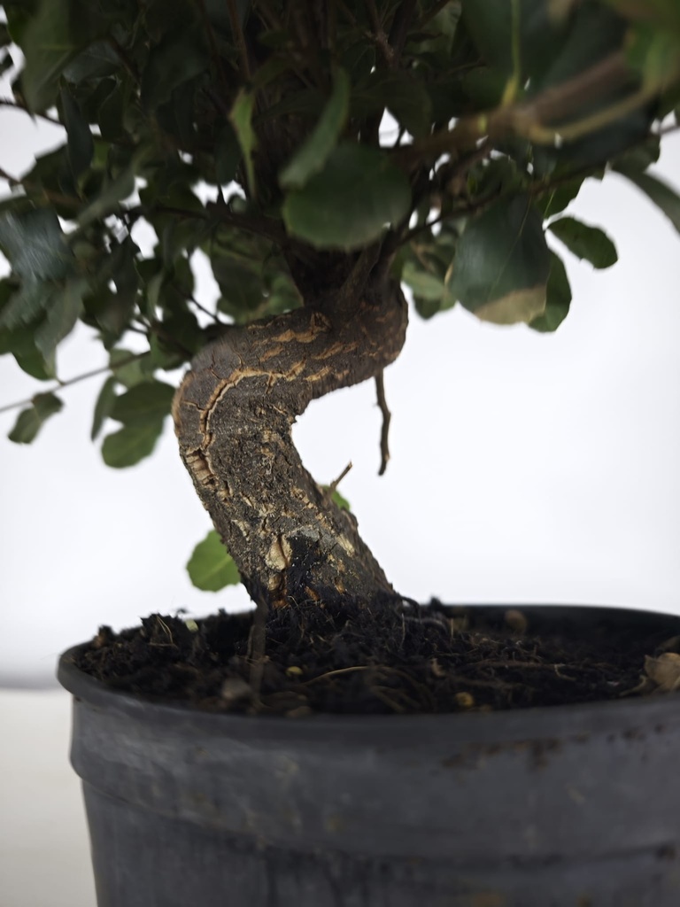 *Q 29. Quercur suber 90 euros con envio gratis peninsula.