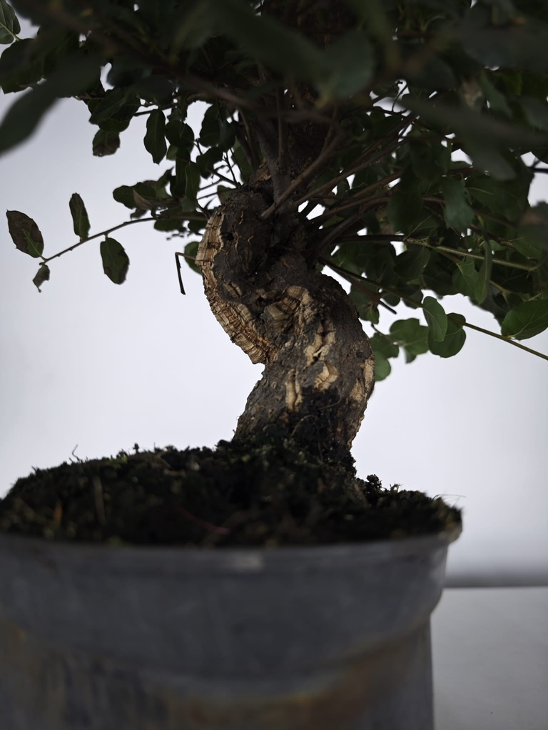 *Q 30. Quercur suber 90 euros con envio gratis peninsula.