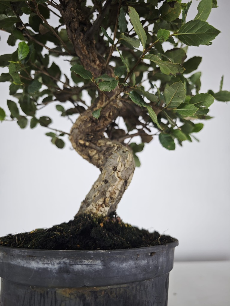 *Q 32. Quercur suber 90 euros con envio gratis peninsula.