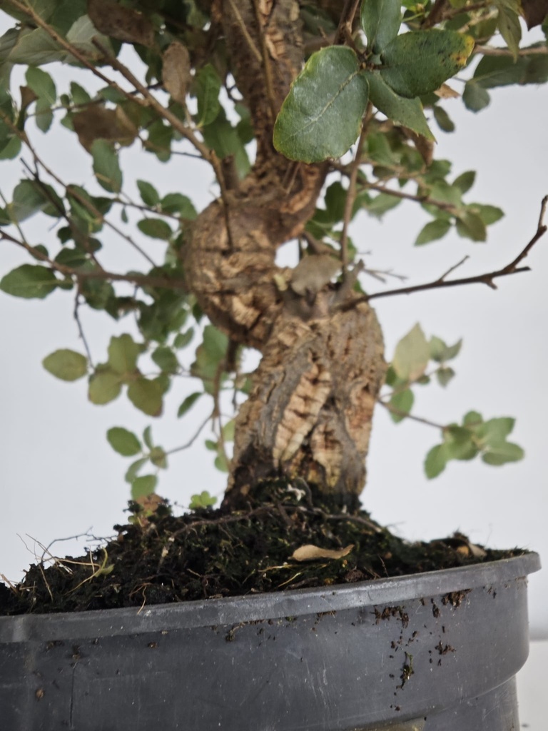 *Q 38. Quercur suber 90 euros con envio gratis peninsula.