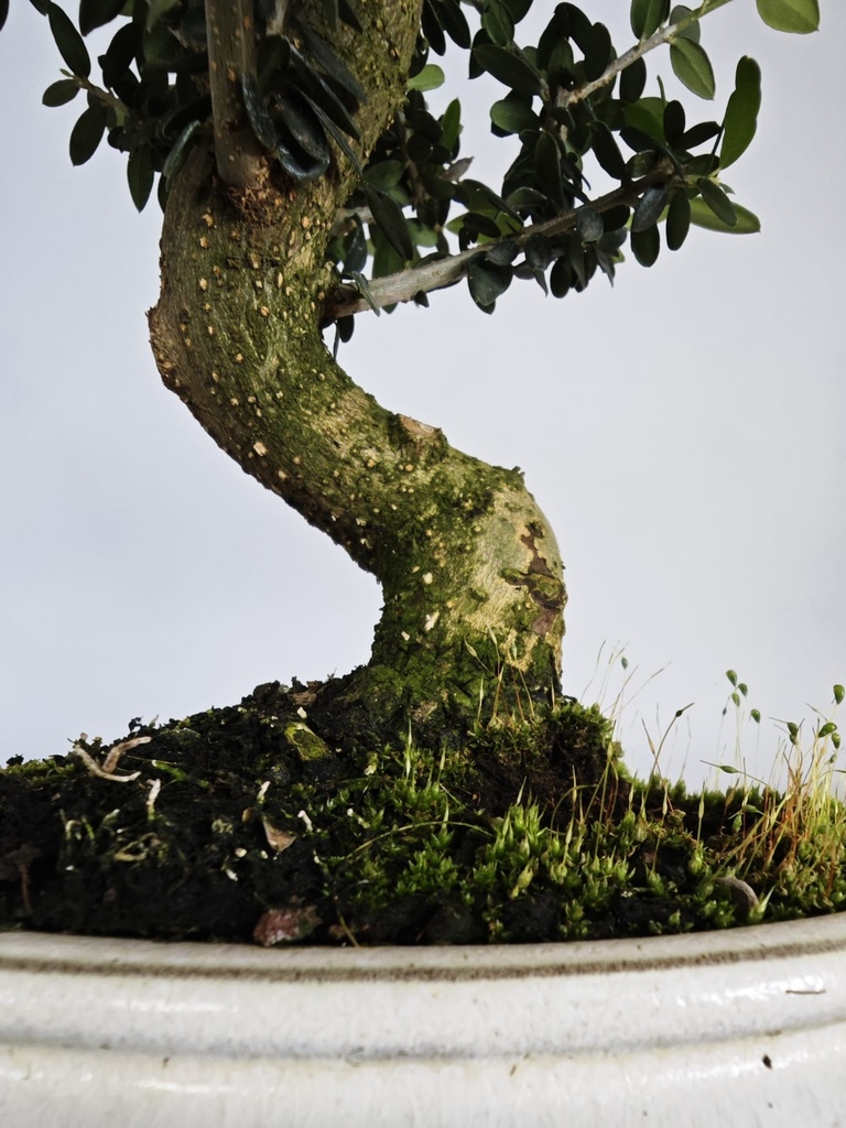 *O 13. Olea Sylvestris 66 euros con envio gratis peninsula.